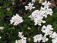 Corbeille d'argent, Iberis Sempervirens (fam Brassicacees) (Europe meridionale) (4) (Photo F. Mrugala)